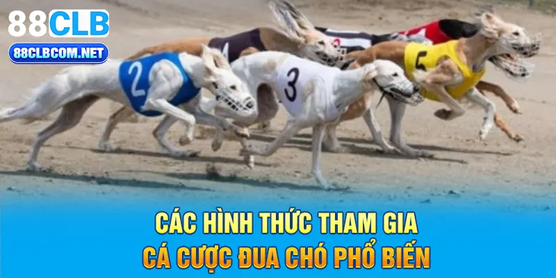 Các hình thức tham gia cá cược đua chó phổ biến