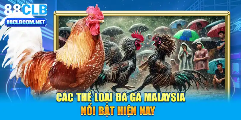 Các thể loại đá gà Malaysia nổi bật hiện nay