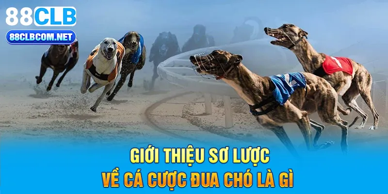 Giới thiệu sơ lược về cá cược đua chó là gì 