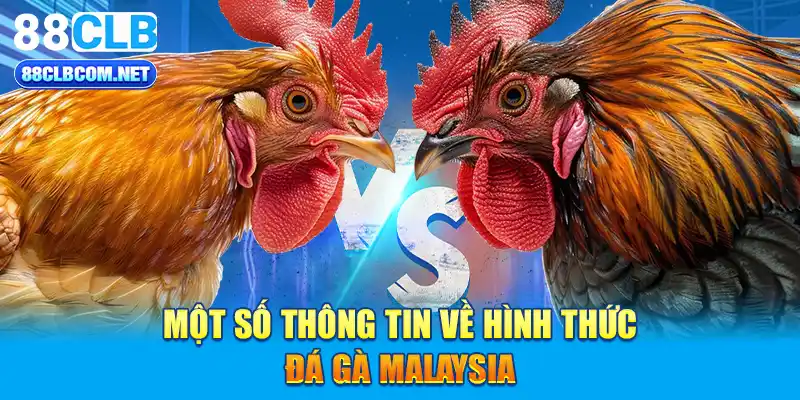 Một số thông tin về hình thức Đá gà Malaysia