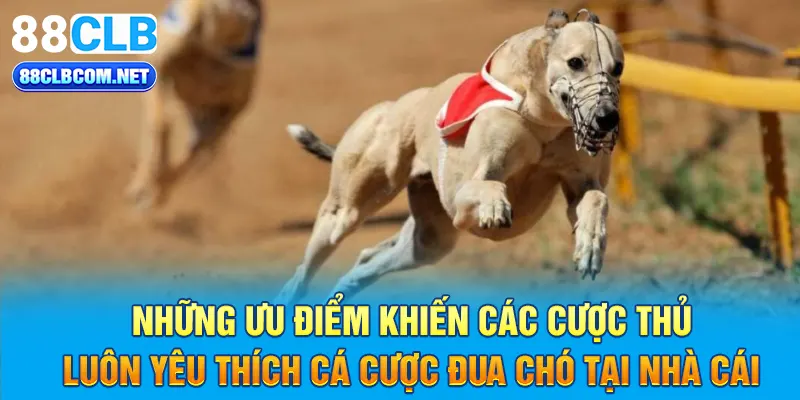  Những ưu điểm khiến các cược thủ luôn yêu thích cá cược đua chó tại nhà cái